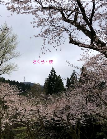 さくら・桜