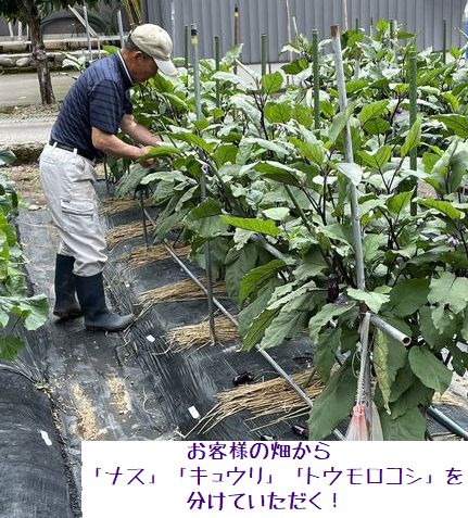 お客様の畑から夏野菜を分けていただく