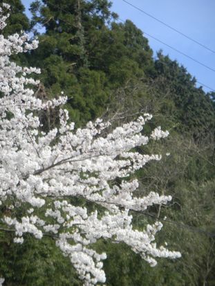 003sakura2012nenn.JPG