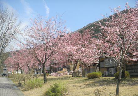 006sakurasakura.JPG