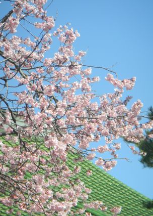 007higannsakura-2.JPG