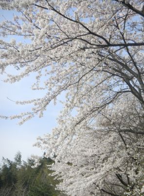 007sakura2012nenn.JPG