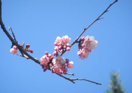 007sakurasaku20110404.JPG