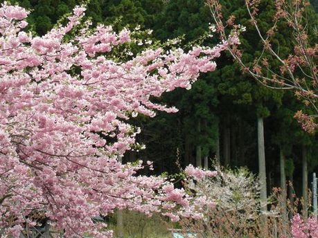 2008_04192008nennsakura4.JPG