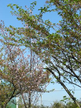 2008_0420sakura.JPG