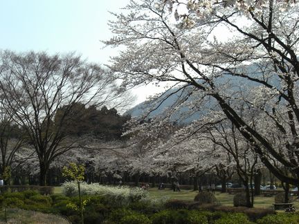 2009nennnosinnrinnkouennnosakura010.JPG