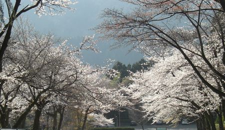 2009nennnosinnrinnkouennnosakura017.JPG