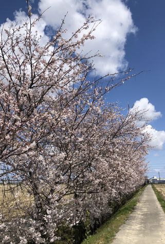 青空の下で優雅に咲いている桜