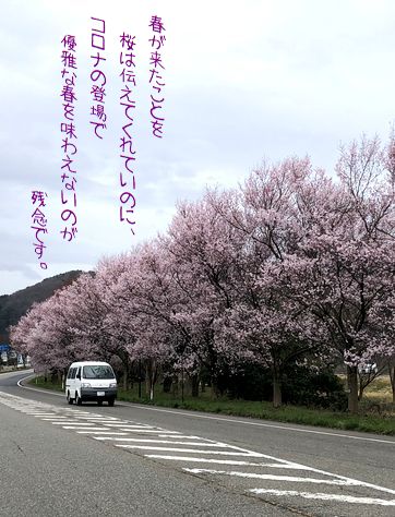 桜が開花したけれど