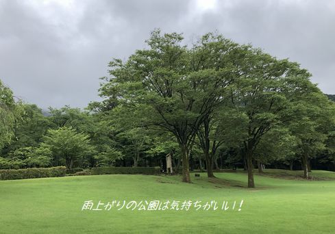 雨上がりの公園