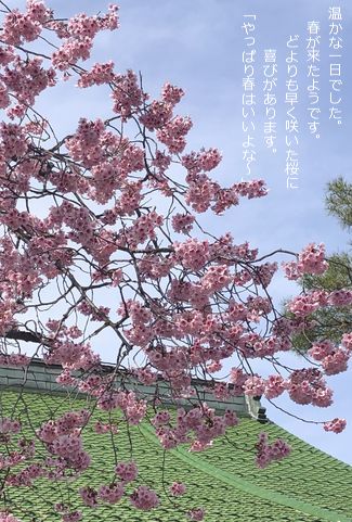 彼岸桜