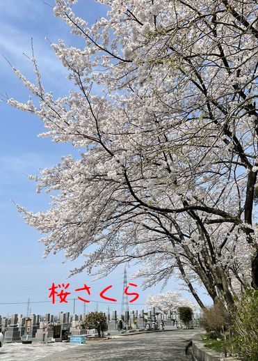 お母さんの花見「桜さくら」