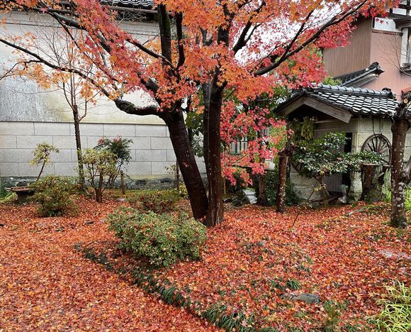 お客様のお庭の紅葉