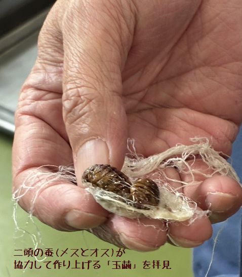 山繭の中にはメスとオスがつがいが入っている