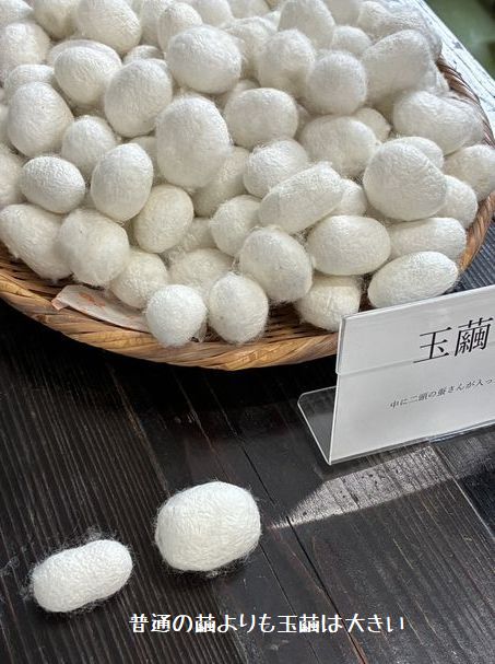玉繭(右)と普通繭(左)