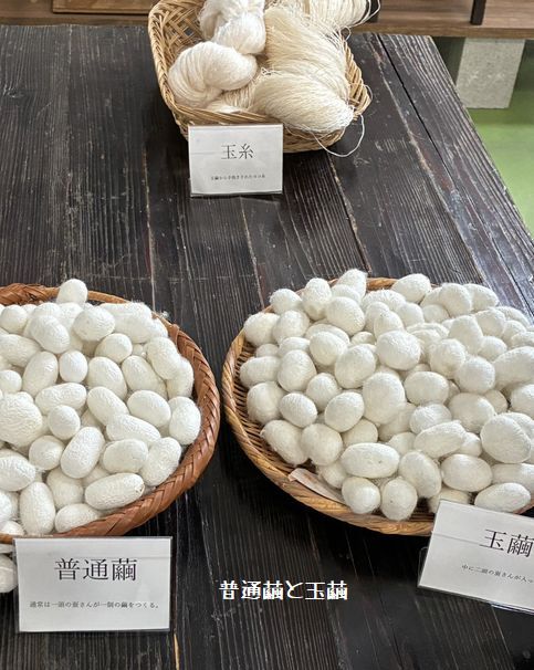 普通繭と玉繭の違いを分りやすく展示