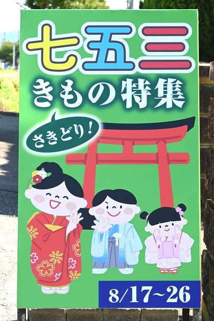 お盆明けの17日から七五三きもの特集を始めます